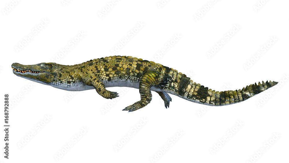 Fototapeta premium ワニ