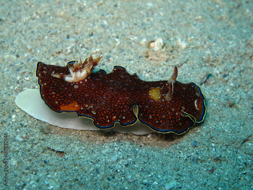 nudibranche limace de mer photo