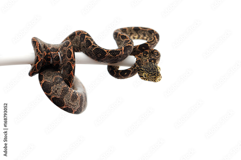 Amazon tree boa isolated on white background Amazon tree boa isolated on white background