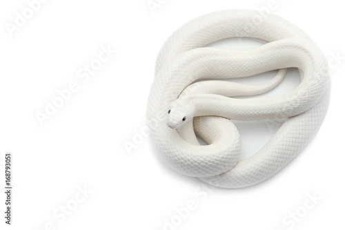 White rat snake isolated on white background