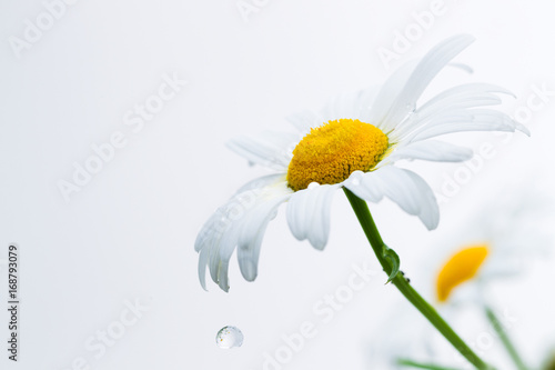 Fototapeta Naklejka Na Ścianę i Meble -  Petals of a camomile with drops of water