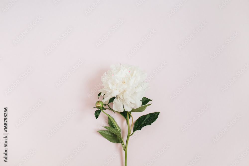 Beautiful white peony flower on pink background. Flat lay, top view.
