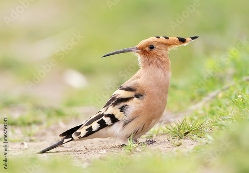 Hoopoe on the ground closeup view
