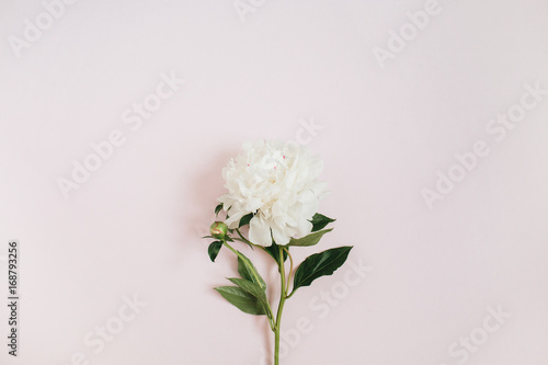 Beautiful white peony flower on pink background. Flat lay, top view. © Floral Deco
