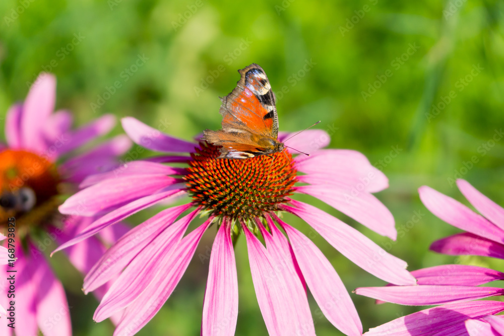 Butterfly pollinating flowers in a garden - close-up.