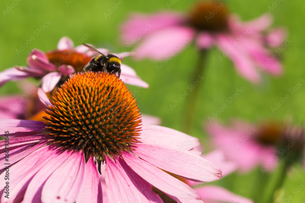 bumblebee pollinates flowers in the garden - close-up. Macro photo. bumblebee pollinates flowers in the garden - close-up. Macro photo.