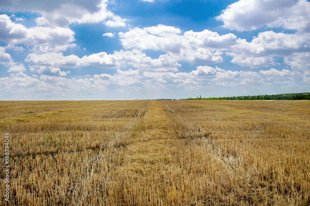 summer wheat field after a harvest Ukraine, Europe