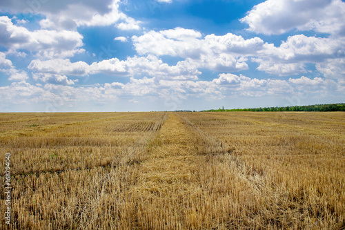 summer wheat field after a harvest Ukraine  Europe