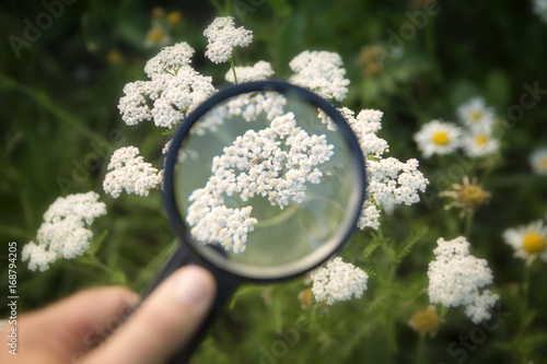 hand holding magnifying glass to white yarrow