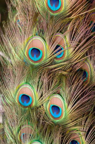 Peacock colorful feather