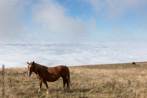 Some horses pasturing on top a mountain, beneath a big blue sky with some very close clouds, and over a valley full by fog © Massimo