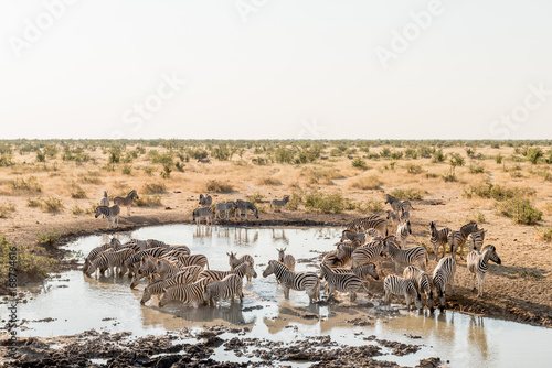 Herd of Burchells zebras drinking water photo