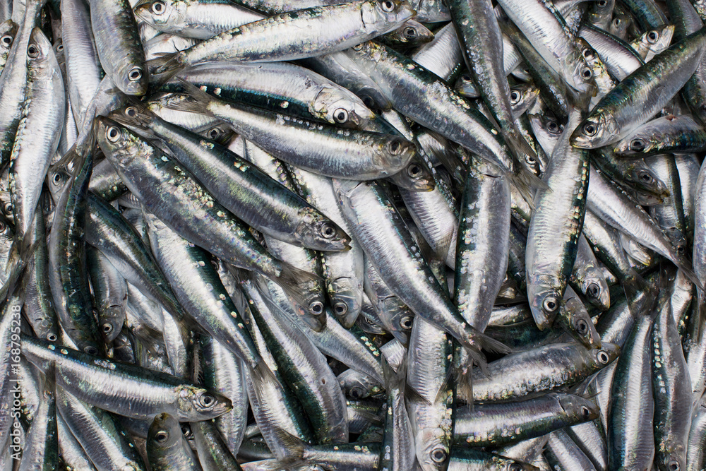 Fresh Sardines Fresh Sardines