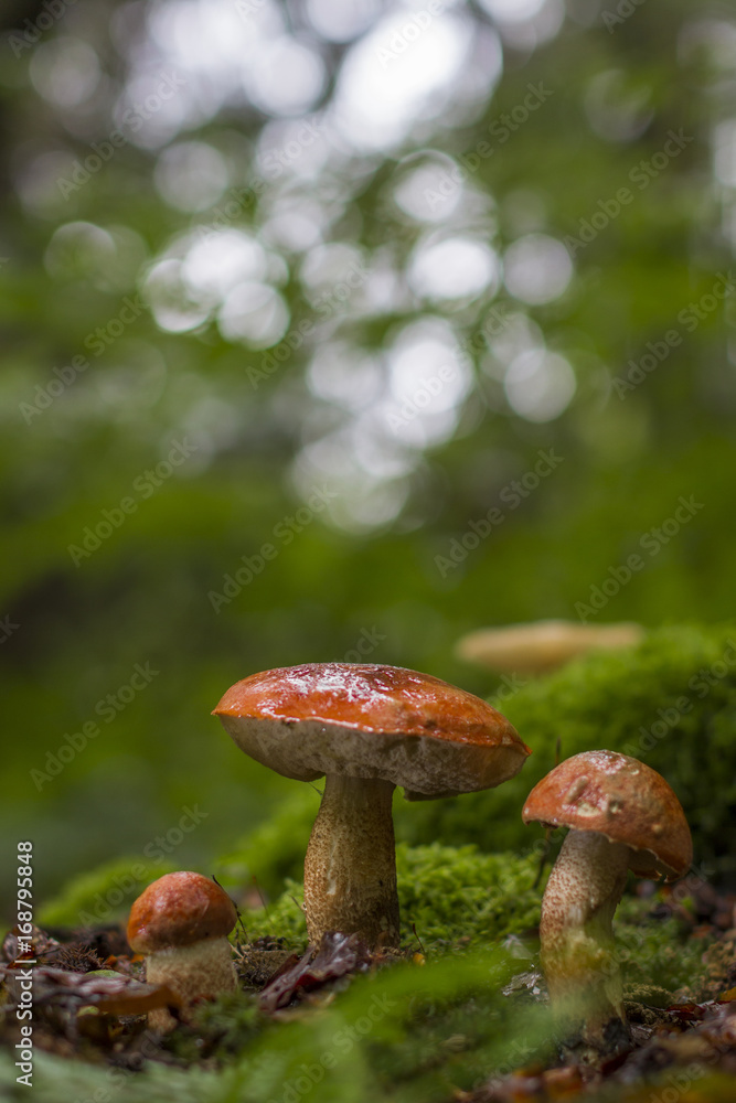 Bolet orangé des chênes Bolet orangé des chênes