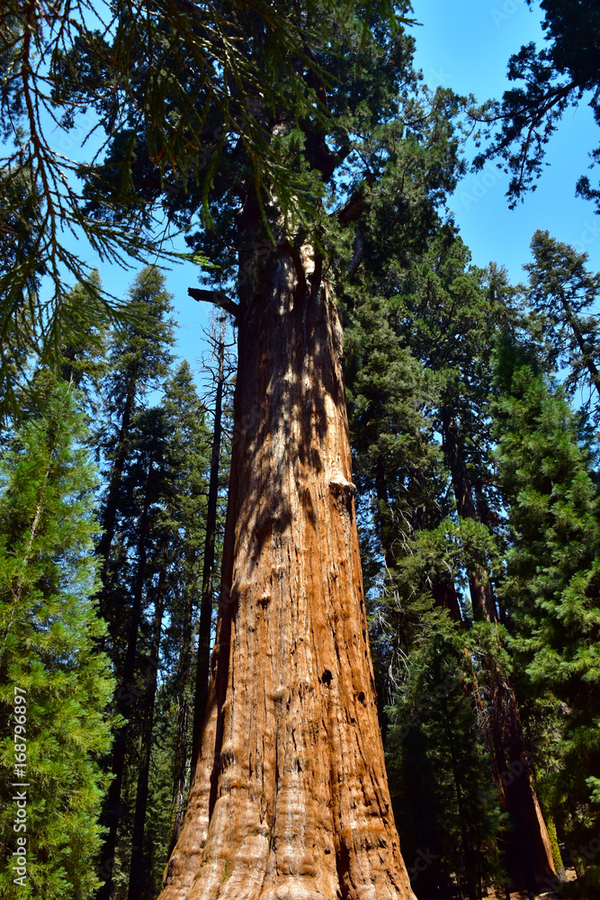 Fototapeta premium Giant Huge Sequoia Trees