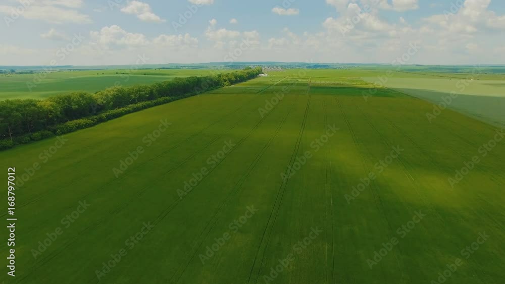 Amazing aerial view of wheatfields and meadow in 4K Amazing aerial view of wheatfields and meadow in 4K
