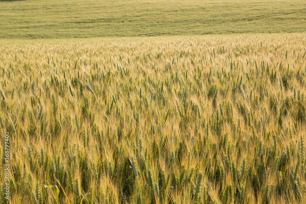 Wheat field, green wheat ripens Wheat field, green wheat ripens