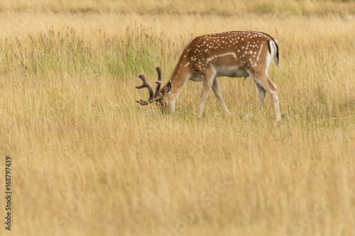 Fototapeta Naklejka Na Ścianę i Meble -  Daniel samiec