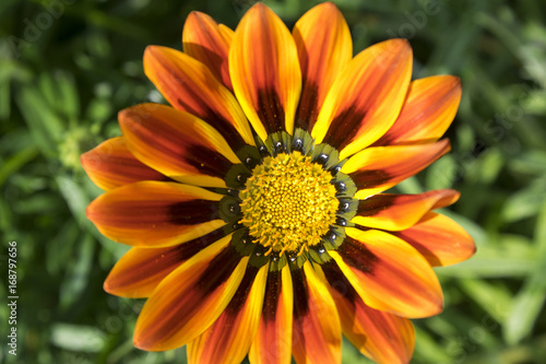 Gazania rigens, gazania splendens, treasure flower, talent mix, daybreak bronze, in bloom