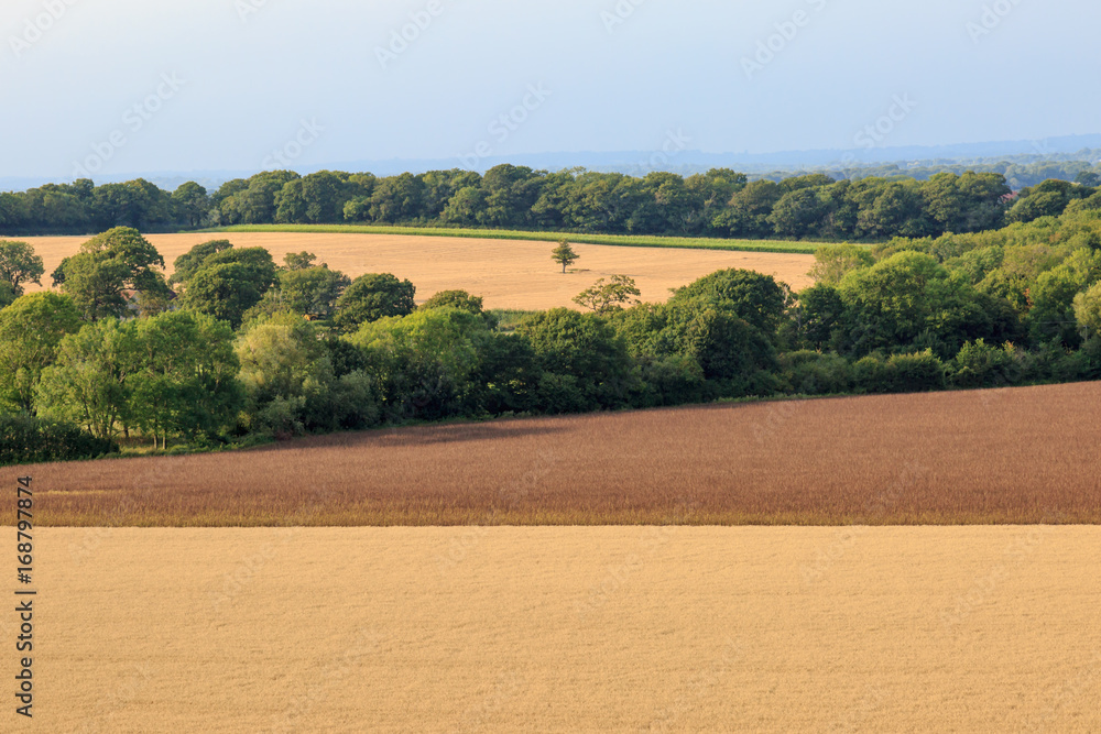 Sussex Landscape