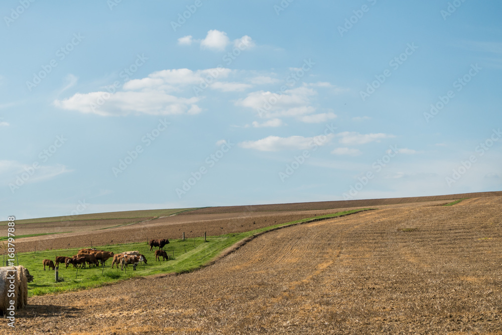 Kühe beim grasen