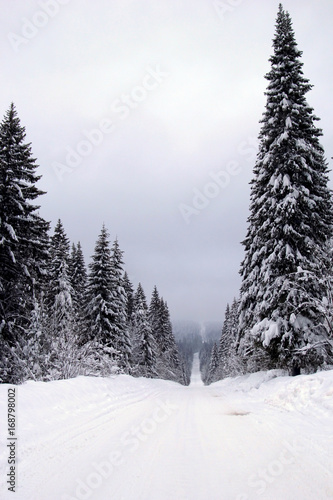 Winter landscape with road and snow covered firs.