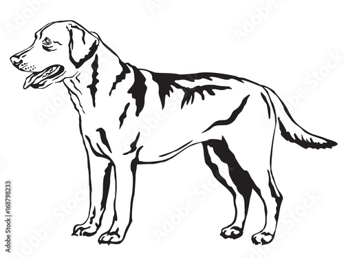 Decorative standing portrait of Labrador Retriever vector illustration