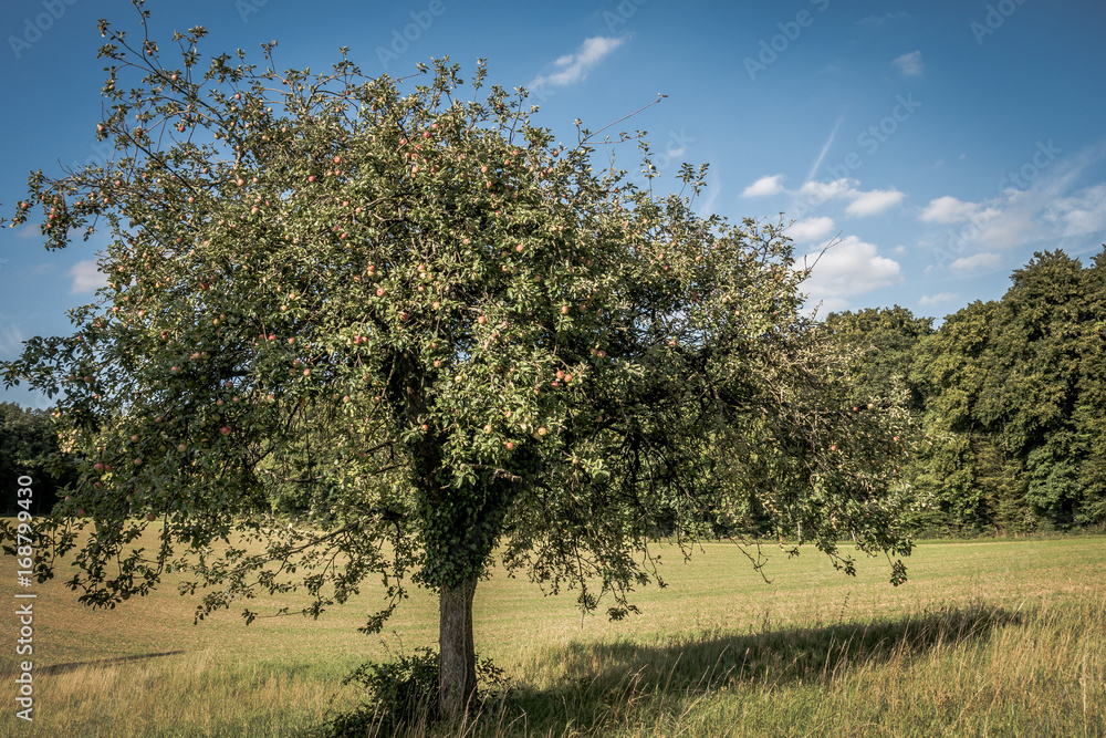 Alte Apfelbäume