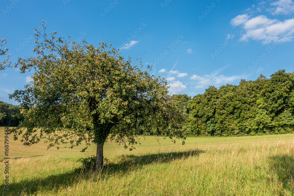 Alte Apfelbäume