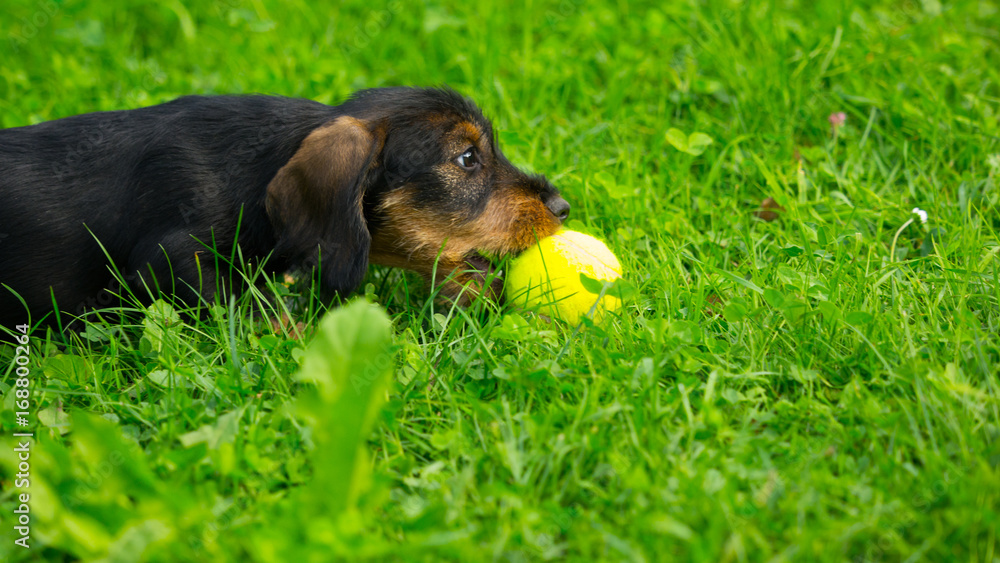 Wire-haired Dachshund puppy playing on green meadow Wire-haired Dachshund puppy playing on green meadow
