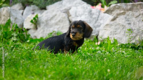 Wire-haired Dachshund puppy playing on green meadow