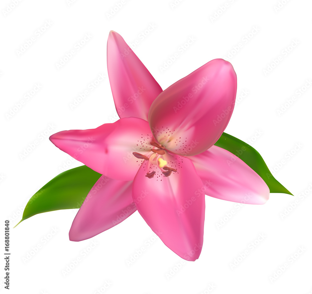 Realistic Pink Lily Vector Illustration Realistic Pink Lily Vector Illustration