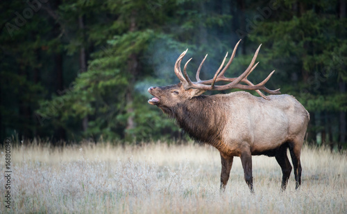 Elk bugling photo