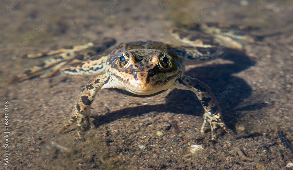 Obraz premium Frog