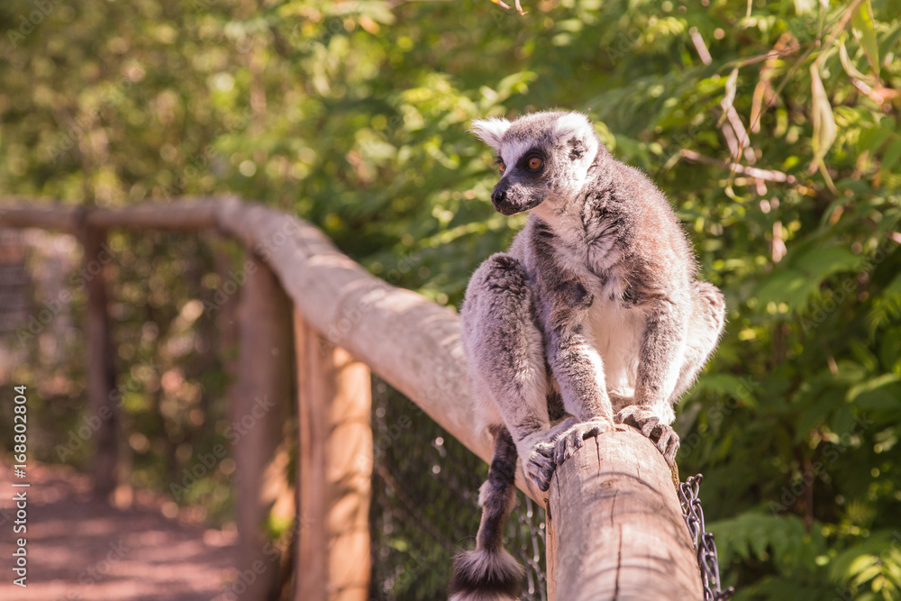 Naklejka premium Singes