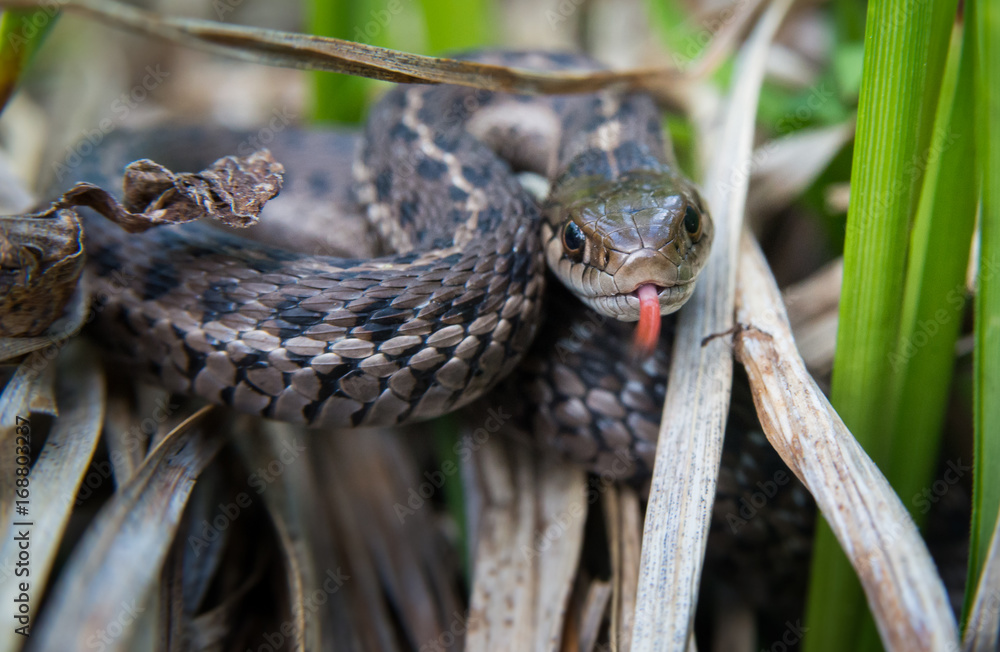 Obraz premium Coiled snake