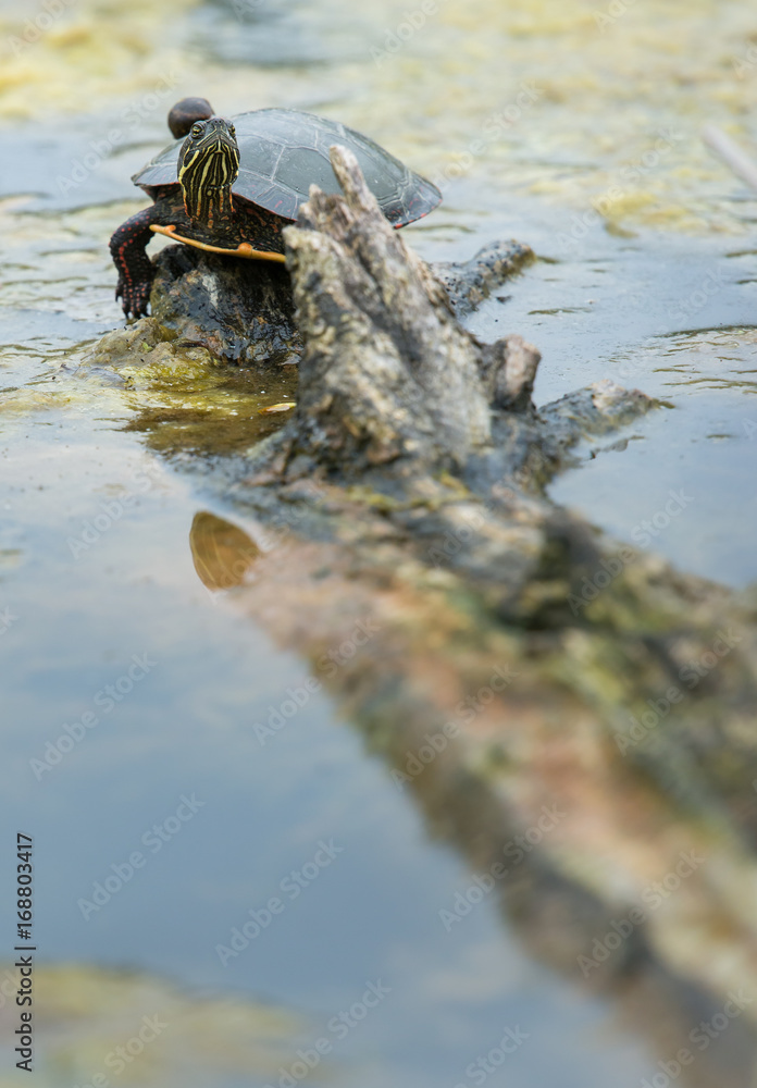 Turtle in Toronto Turtle in Toronto