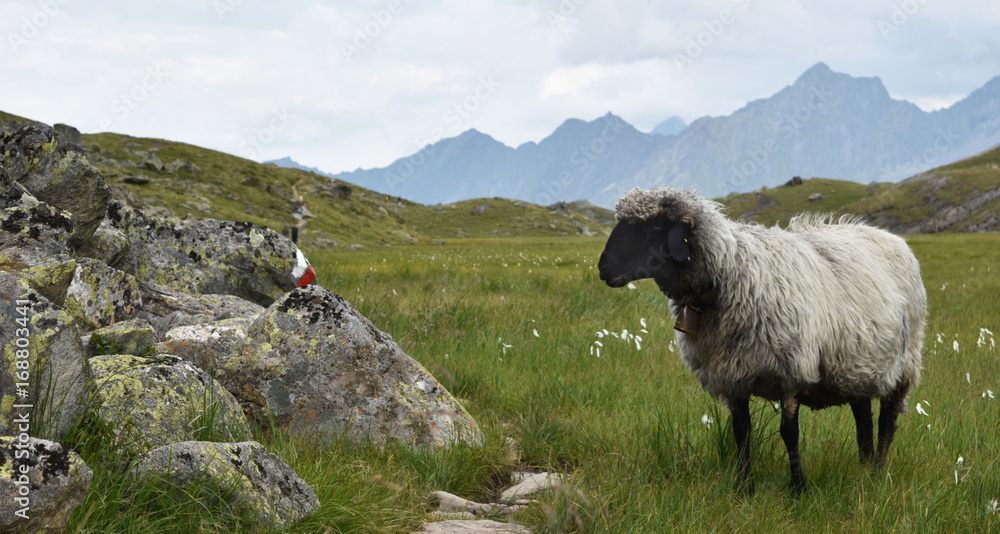 Fototapeta premium österreich tirol 