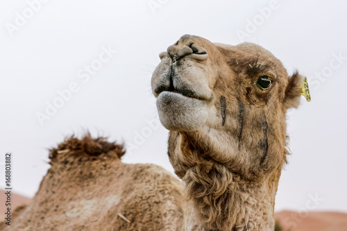 Camel in sahara desert, Morocco © Giulio