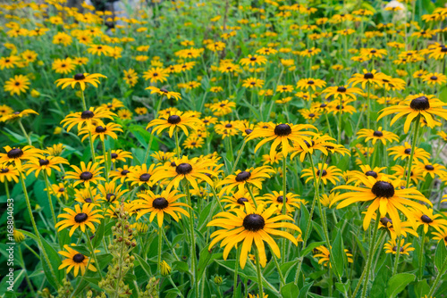 photo of rudbeckia closeup