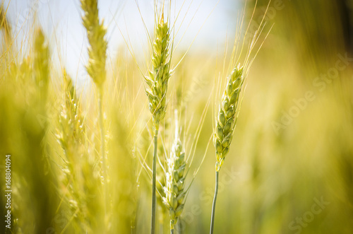 Ears of wheat on the field © ketrin08