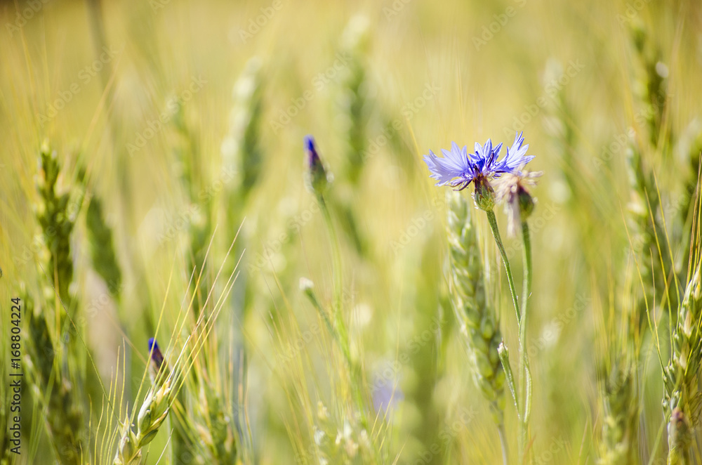 Blue flower cornflower