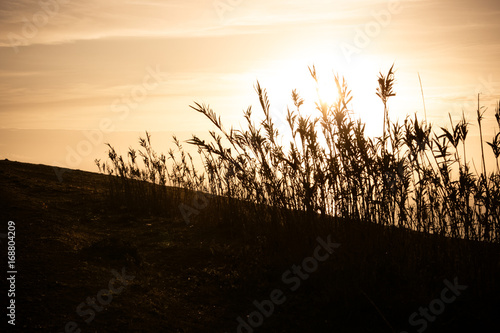 Long grass and plants at sunset near Oualidia, Morocco