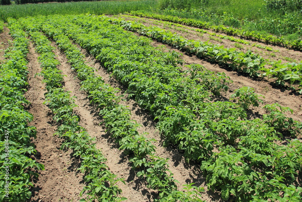 Potato and vegetables plants growing in summer