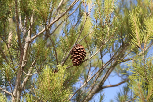 Coniferous trees in forest   Needles close-up