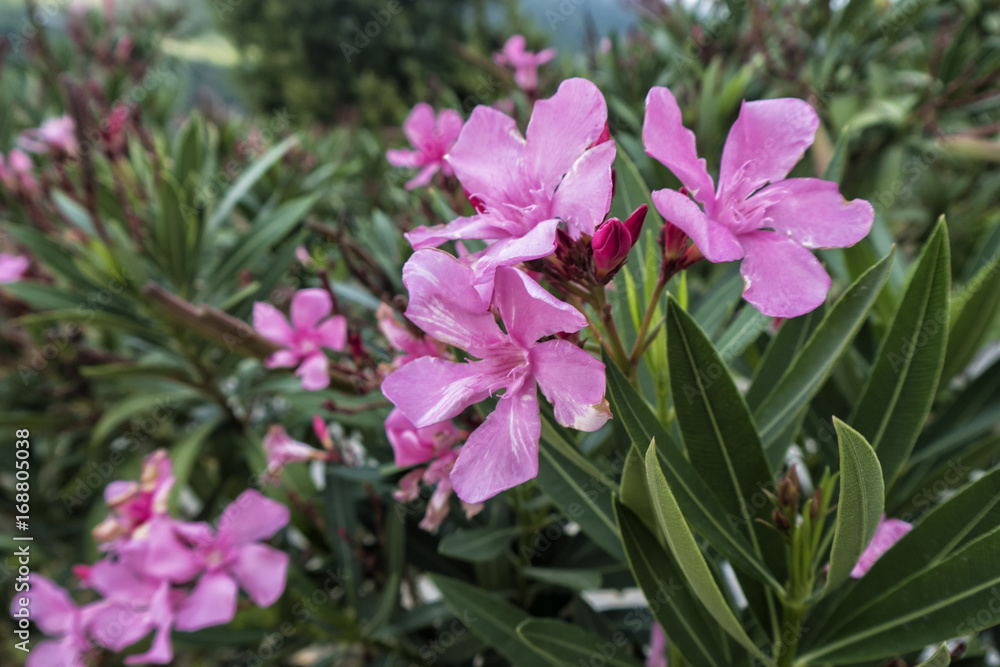 Pink Oleander flowers