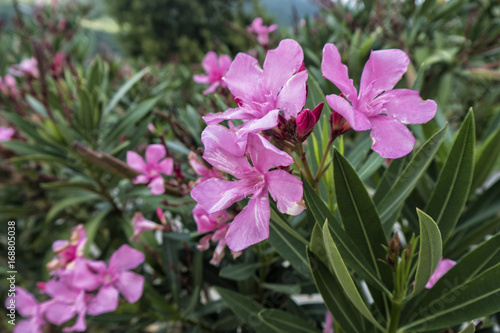 Fototapeta Naklejka Na Ścianę i Meble -  Pink Oleander flowers