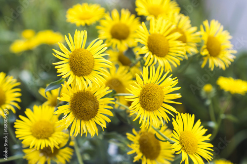 Yellow daisy flowers growing in natural environment  natural flower landscapes