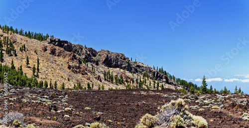 teide volcano crateur tree