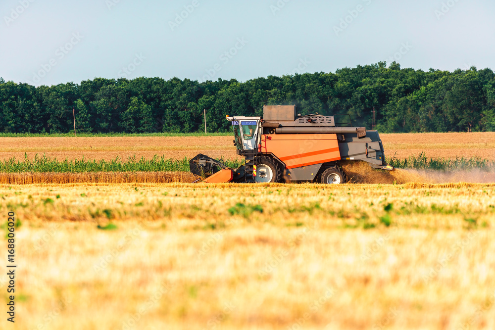 Fototapeta premium Сombine harvester harvesting in the field reaping crop at sunset with reaped straw on foreground. Scenic countryside landscape
